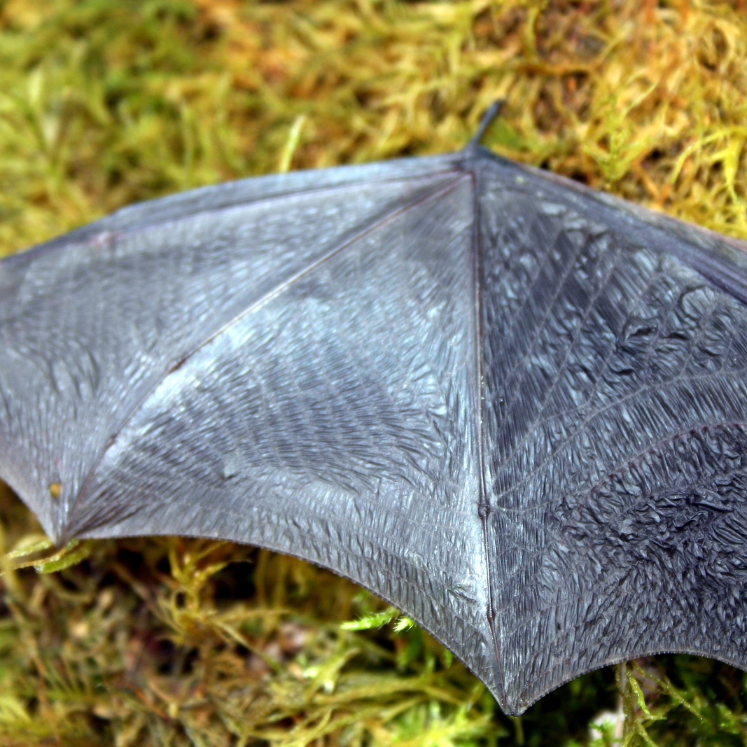 Register for Backyard Habitat Classes Bat Wing Squared
