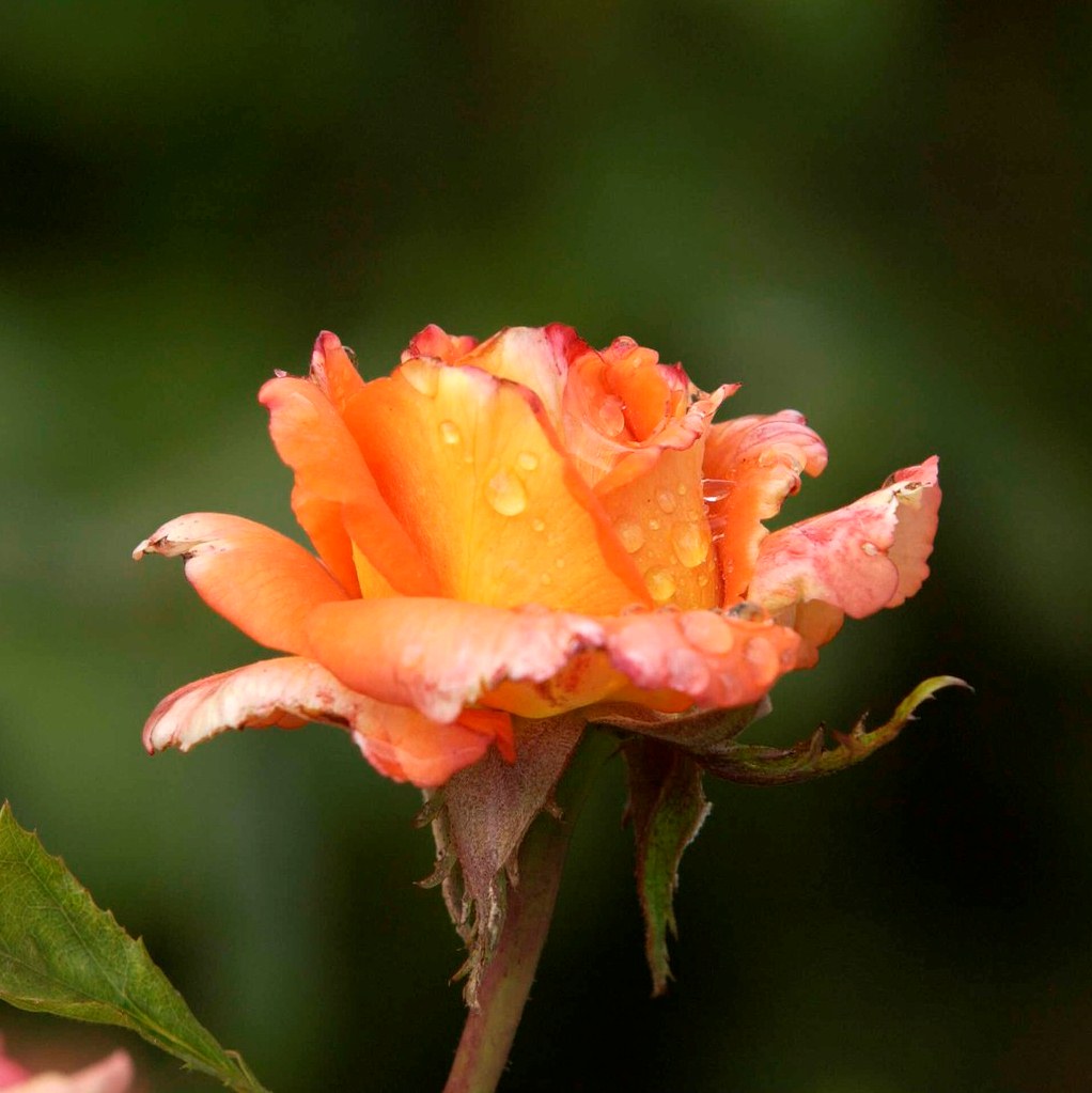 Senior Class Registration Rose Garden Orange