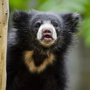 Zoo Adventures: Stealthy Science Zoo Adventures: Stealthy Science