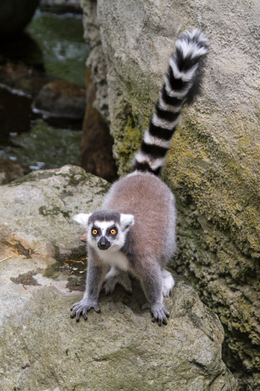 Ring Tailed Lemur