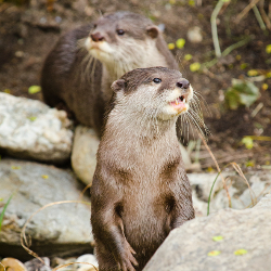 Asian Small Clawed Otter