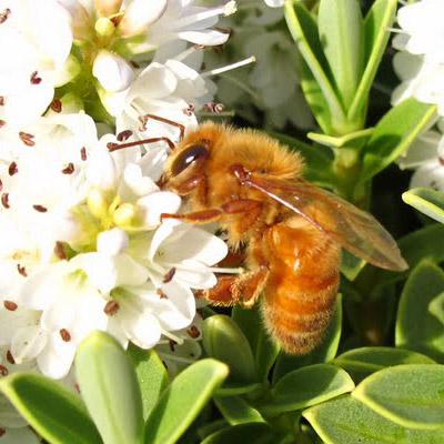 Bee Pollinator