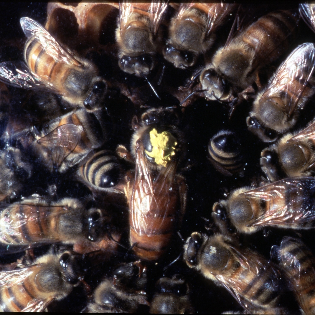 Register for Backyard Habitat Classes Bees Backyard Habitat
