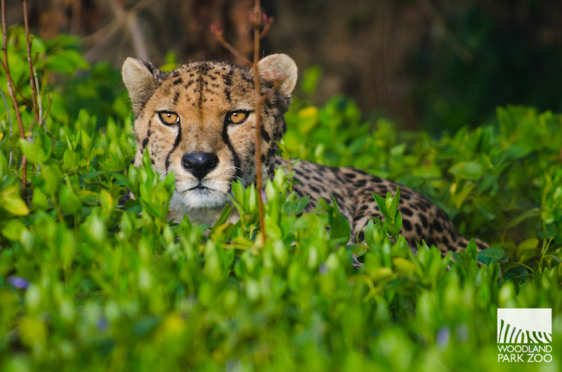 cheetah photo6057- squared.jpg