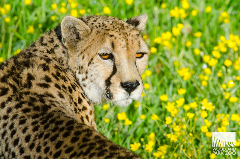cheetah photo6057- squared.jpg
