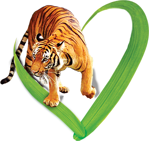 The New Heart of the Zoo