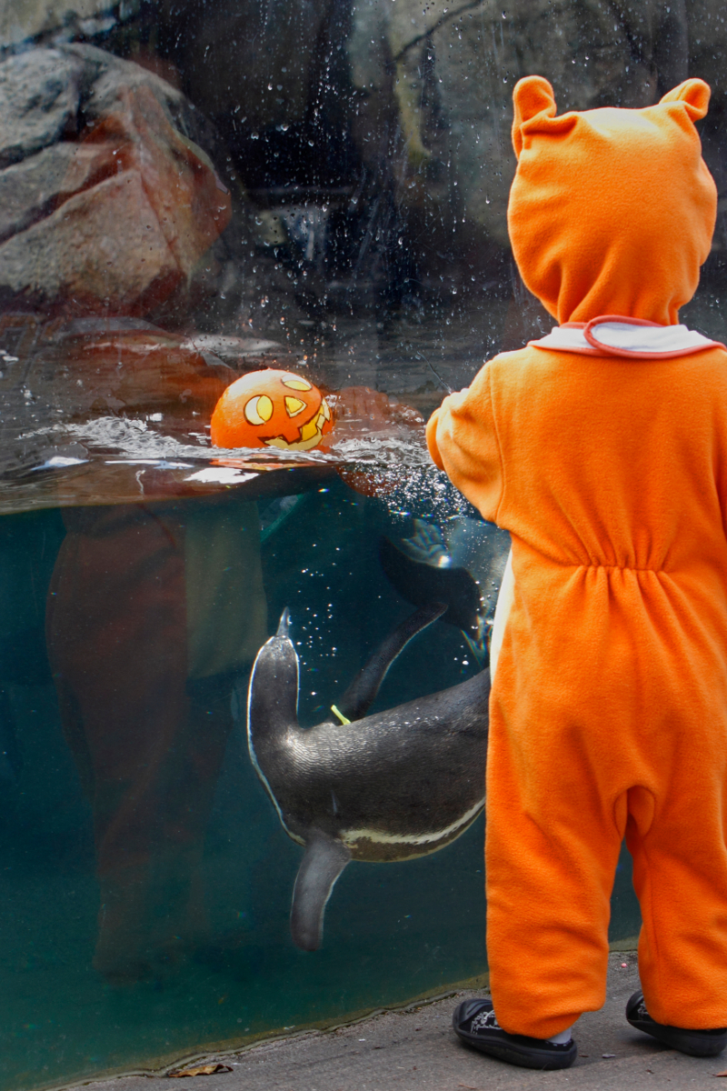 Pumpkin Bash at Woodland Park Zoo