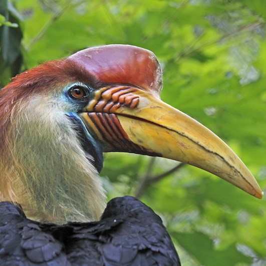 Zoo Expeditions- Hornbill Zoo Expeditions