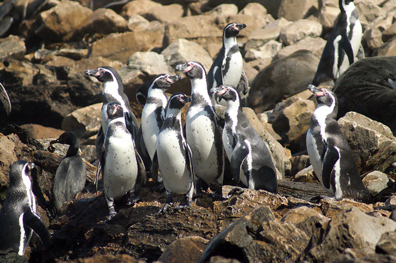 Humboldt Penguin Conservation - Woodland Park Zoo Seattle WA