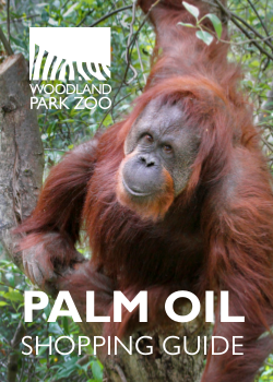 Palm Oil Shopping Guide