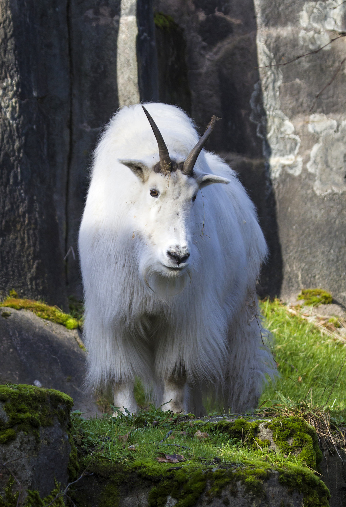 Mountain Goat