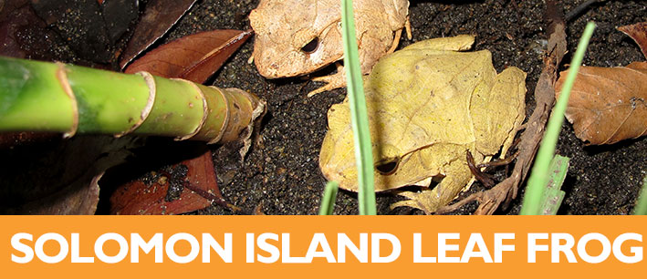 Solomon Island Skink Lifespan Solomon Island Skink Lifespan