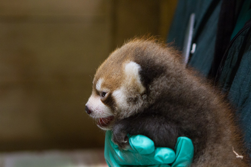Red Panda Cub Gets Exam