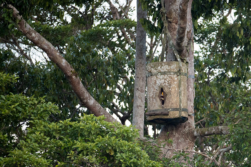 An artificial nest with a hornbill inside it
