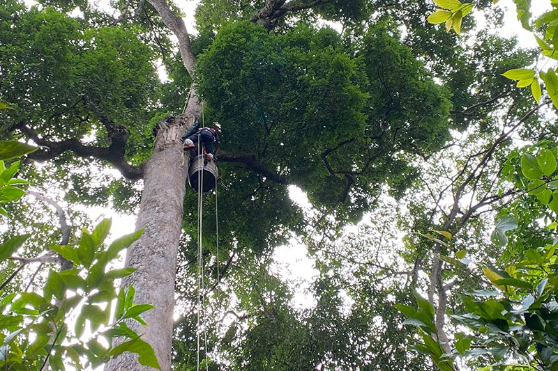 Man hanging an artificial nest in a tree