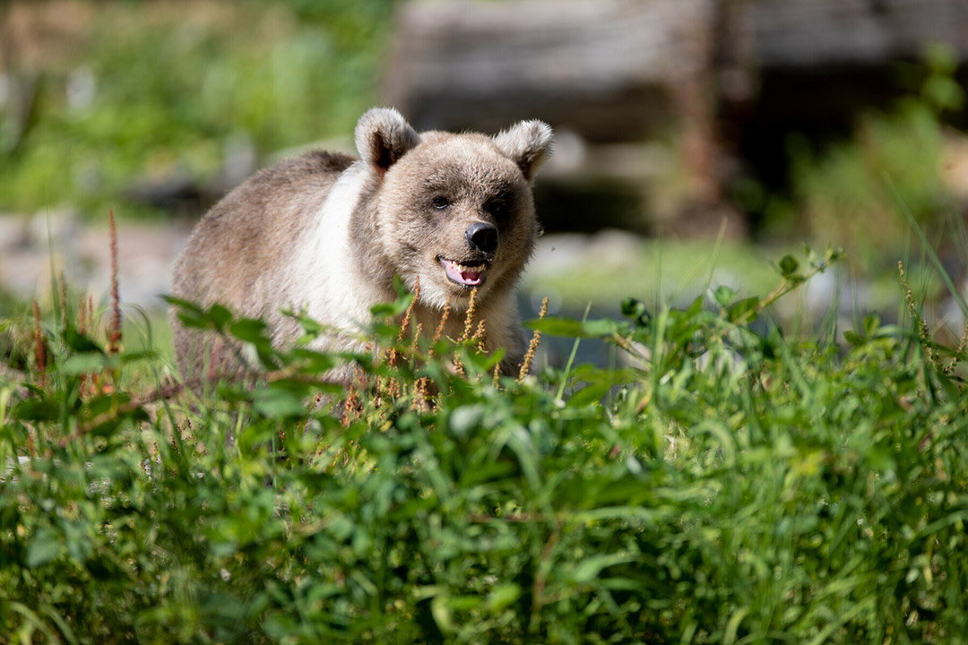 Rescued Brown Bear Living Northwest Trail Woodland Park Zoo Seattle Wa