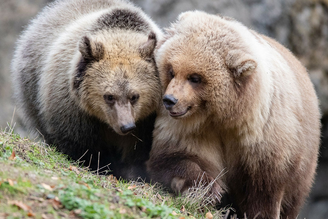 Woodland Park Zoo welcomes second bear cub — an orphan from Montana