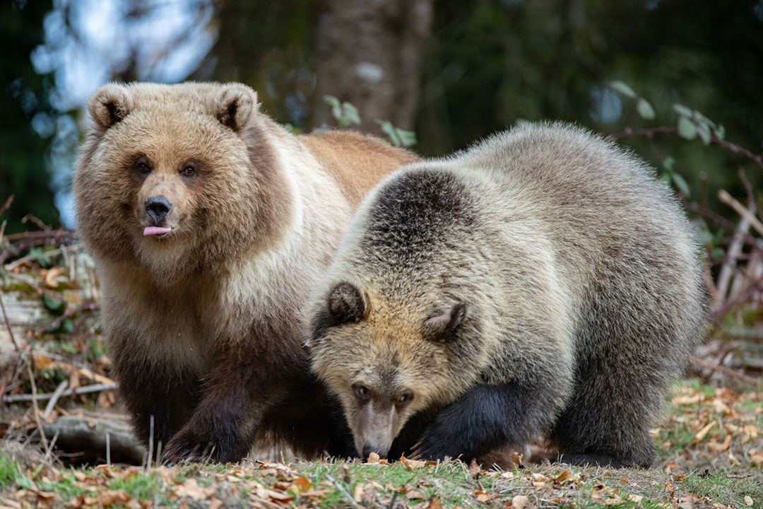 Woodland Park Zoo welcomes second bear cub — an orphan from Montana