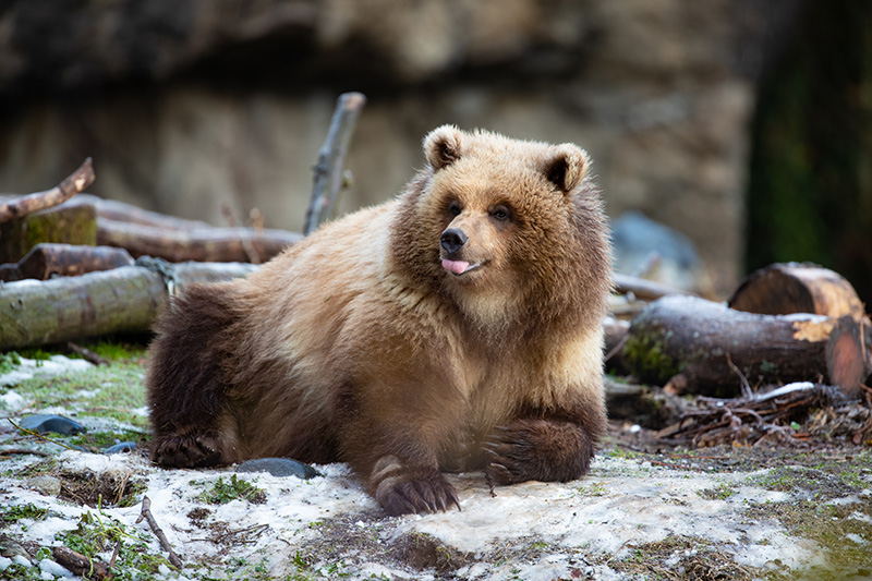 Brown Bear