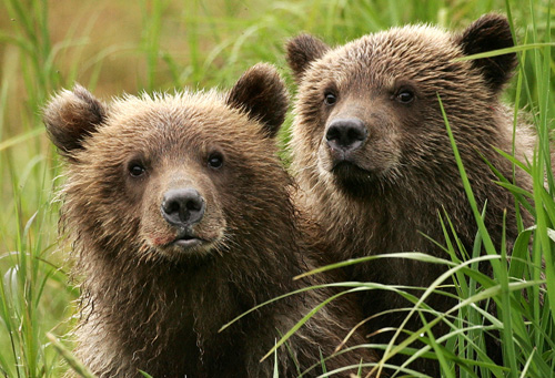 Carnivores of the Northwest - Woodland Park Zoo Seattle WA