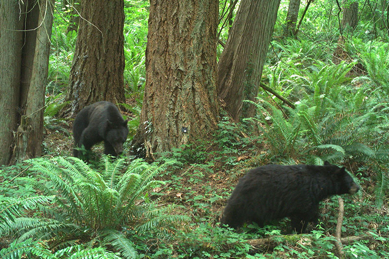 Camera trap image of a black bear in the wild