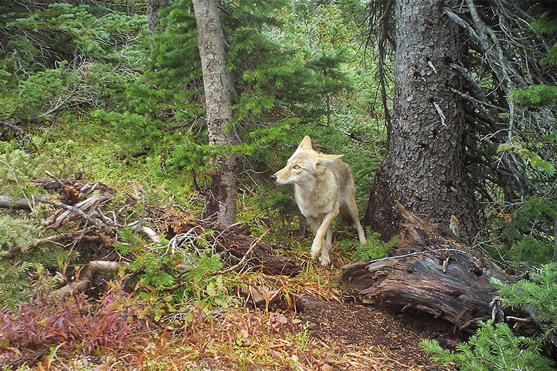 Camera trap image of a Coyote in the wild