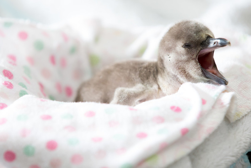 Child playing with a penguin