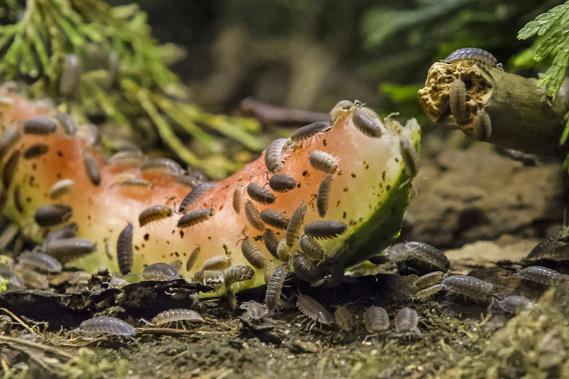 Sow bugs on a slice of watermelon