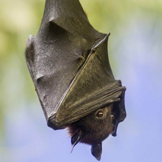 Bat wrapped up and hanging upside down