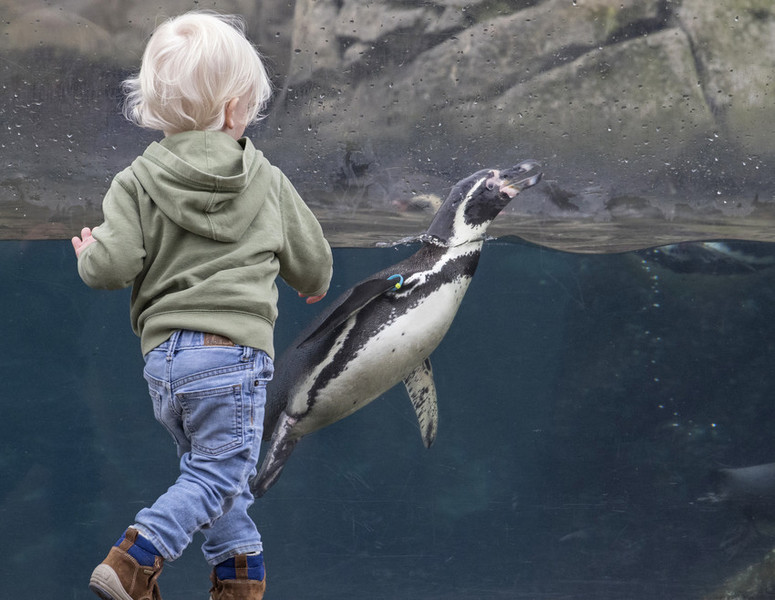Child playing with a penguin