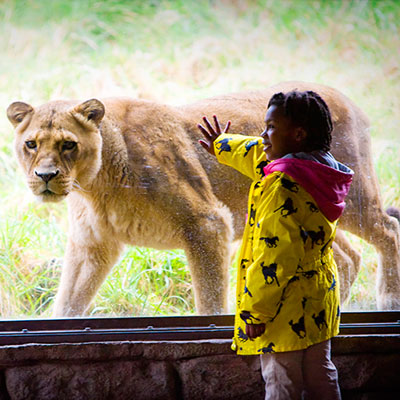 Click here to register Girl with Lion