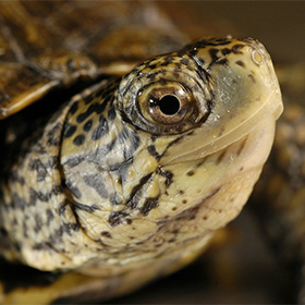 Zooparent Adoption - Woodland Park Zoo Seattle WA