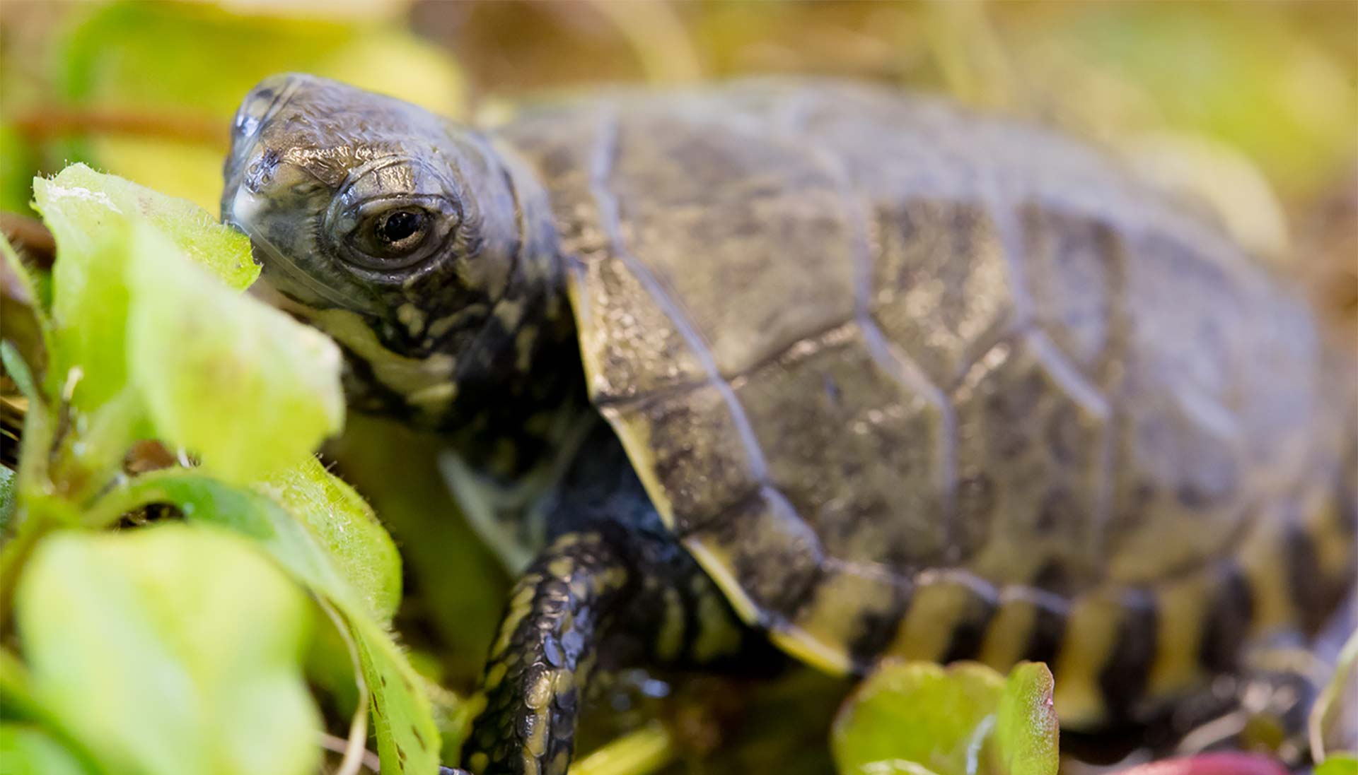 pond turtle