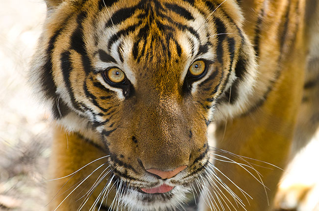 Conservation news on Tigers