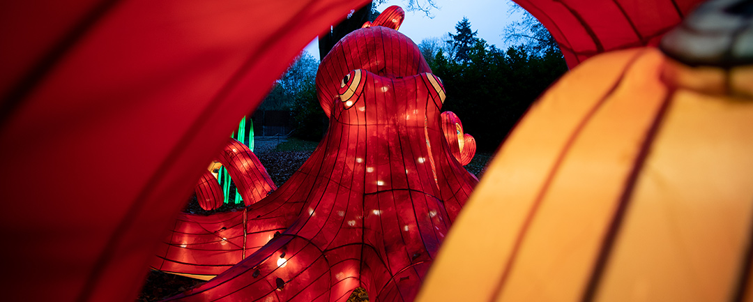 Octopus lantern