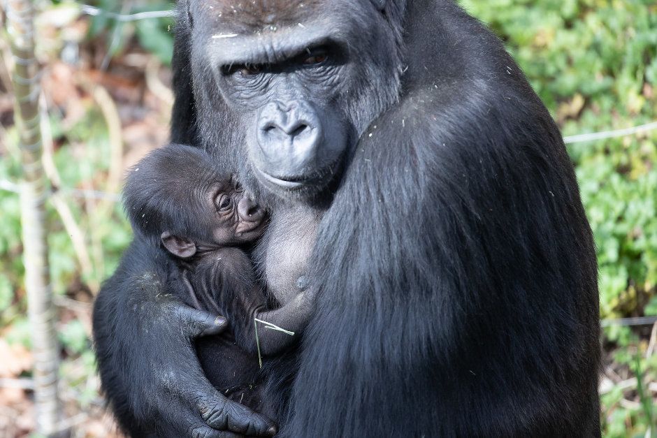 growing-up-gorilla-woodland-park-zoo-seattle-wa