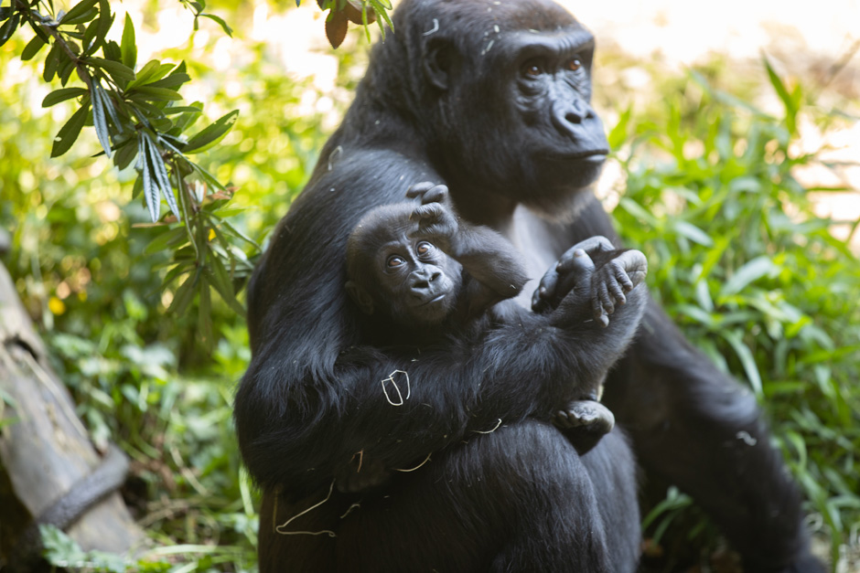 growing-up-gorilla-woodland-park-zoo-seattle-wa