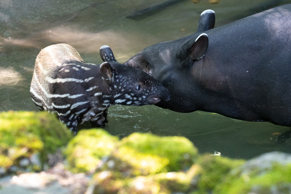 Baby Tapir - Woodland Park Zoo Seattle WA