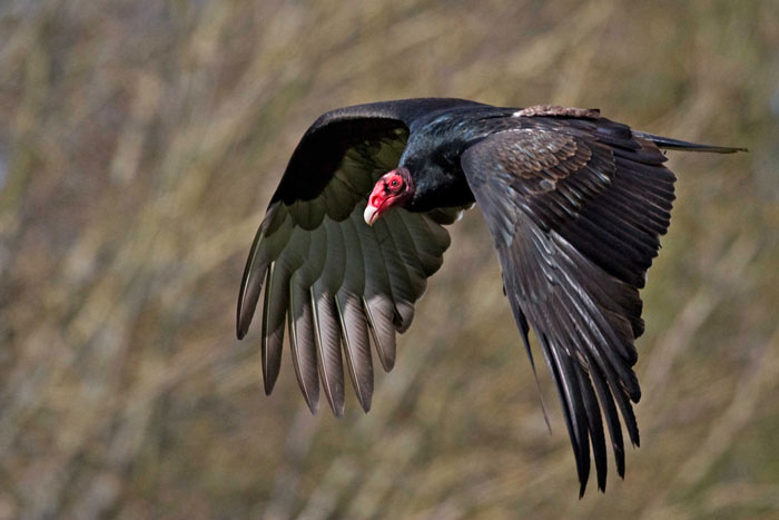 WPZ's turkey vulture: Modoc
