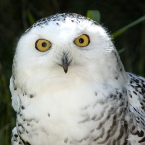 Can you buy a snowy owl?