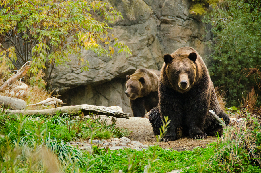 Woodland Park Zoo Animals List