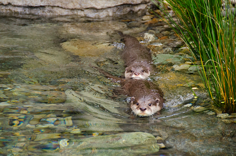 Name the Otters Woodland Park Zoo Seattle WA