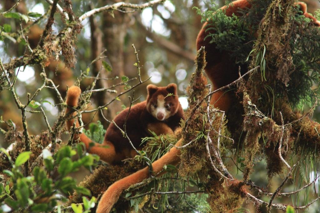 Wildlife of Papua New Guinea - Woodland Park Zoo Seattle WA