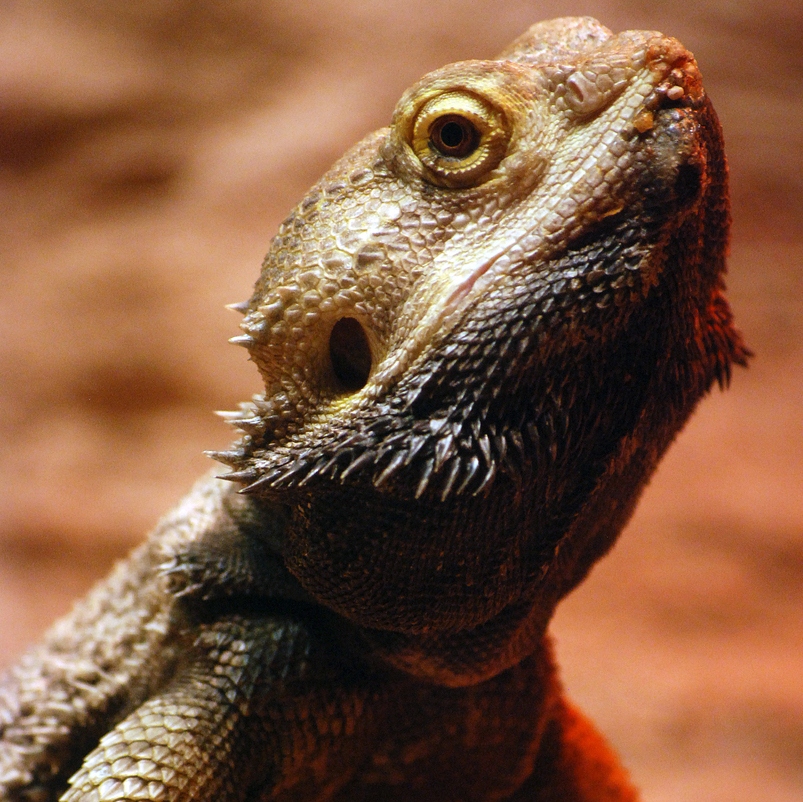 reptile. square