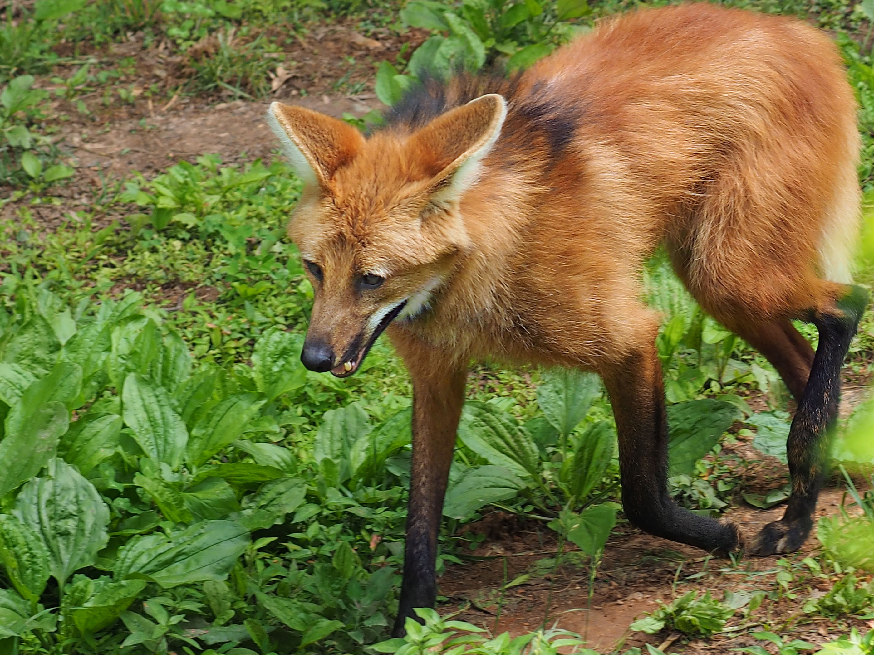 Wildlife Survival Fund | In the Field | Wildlife ...