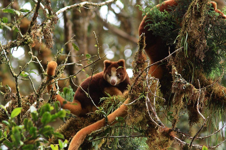 TKCP Home Page - Woodland Park Zoo Seattle WA