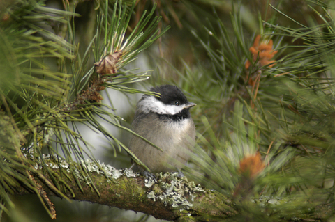 Local bird