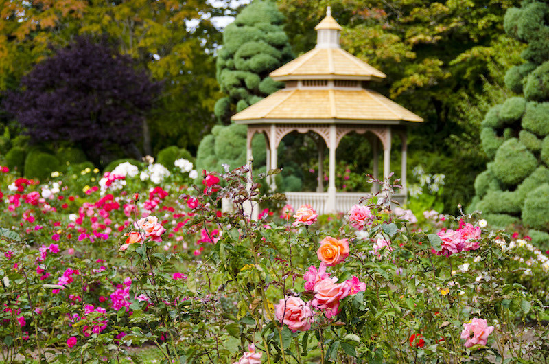 Rose Garden Woodland Park Zoo Seattle Wa