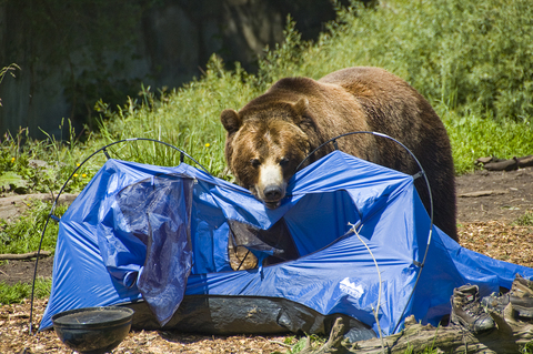 Bear eats tent